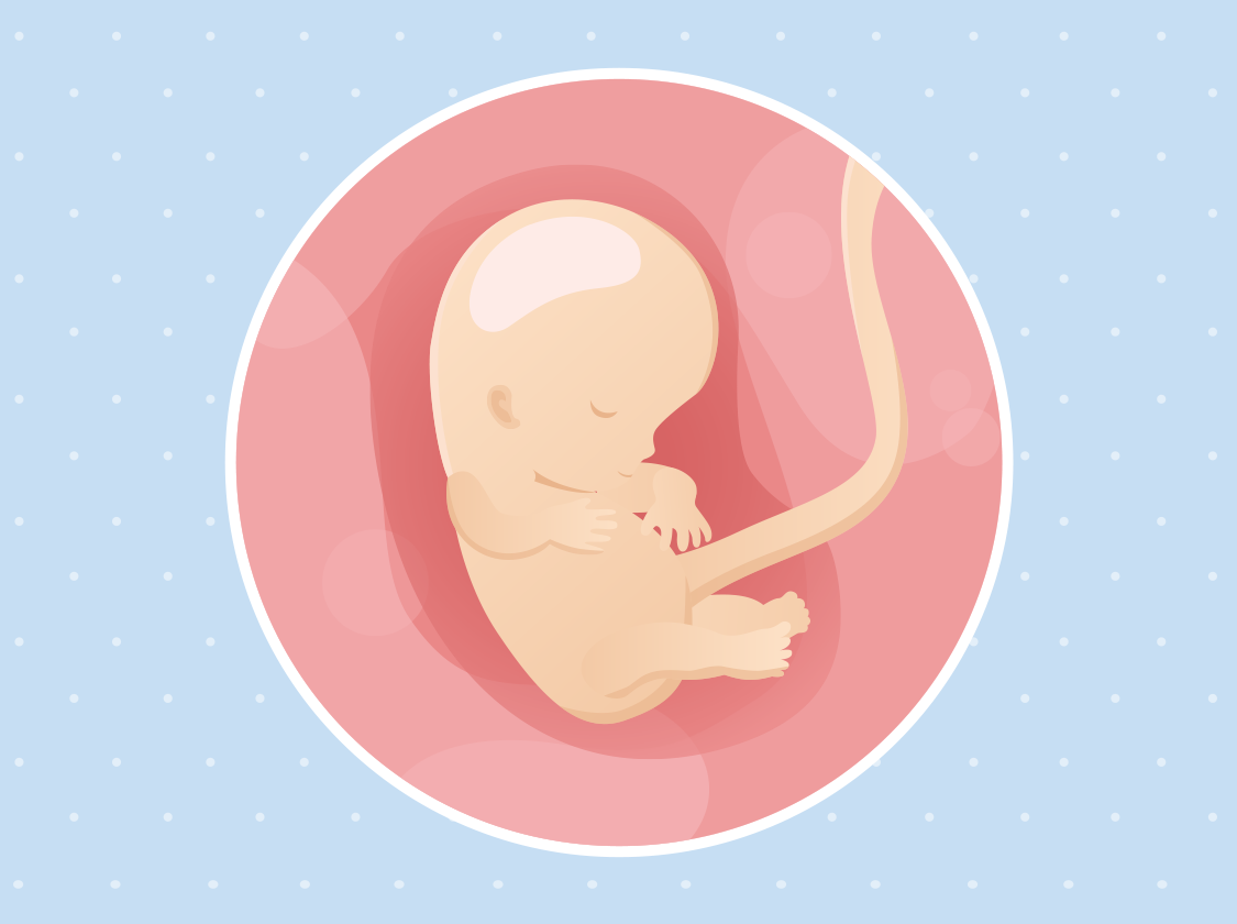 Ilustracija bebe u trbuhu za vrijeme 10. tjedna trudnoće