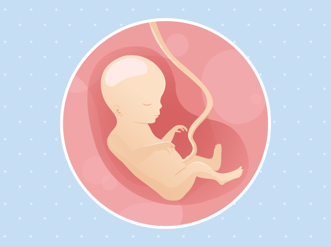 Ilustracija bebe u trbuhu u 18. tjednu trudnoće