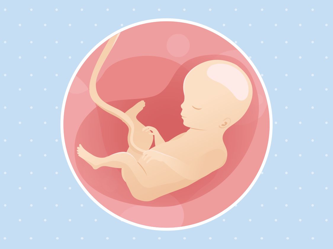 Ilustracija bebe u trbuhu u 27. tjednu trudnoće