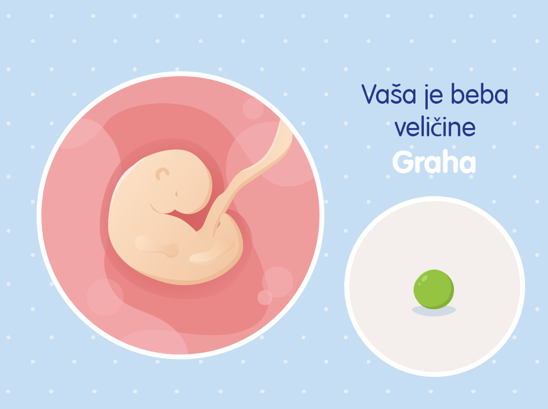 Ilustracija bebe u trbuhu u 5. tjednu trudnoće i usporedba s grahom