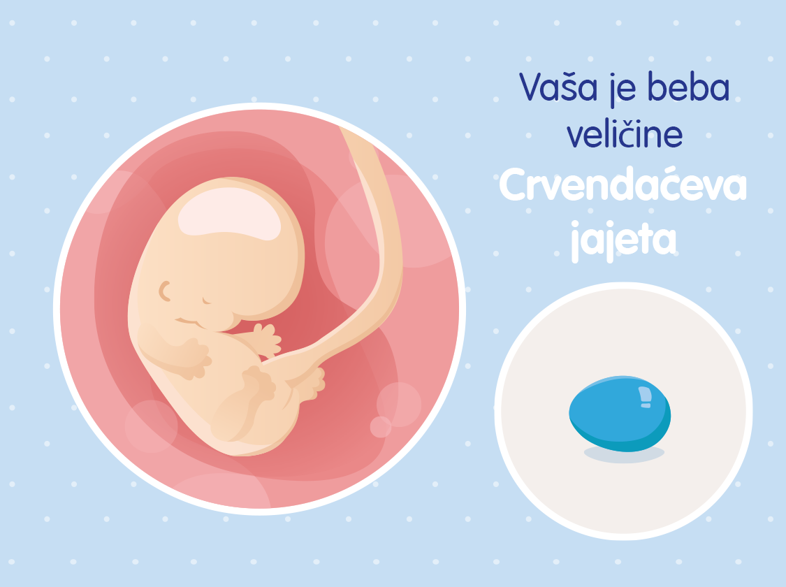 Ilustracija bebe u trbuhu u 8. tjednu trudnoće i usporedba veličine s crvendaćevim jajem