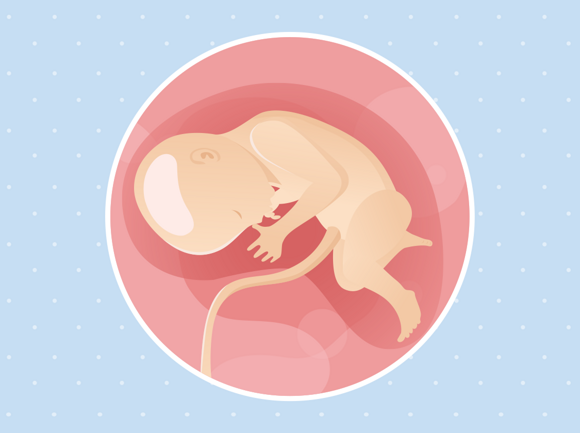 Ilustracija bebe u 33. tjednu trudnoće