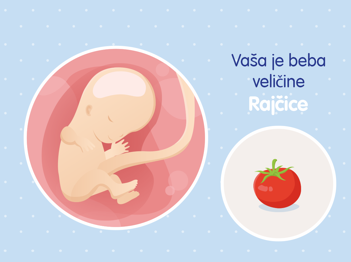 Ilustracija bebe u majčinom trbuhu u 11. tjednu trudnoće i usporedba veličine s rajčicom