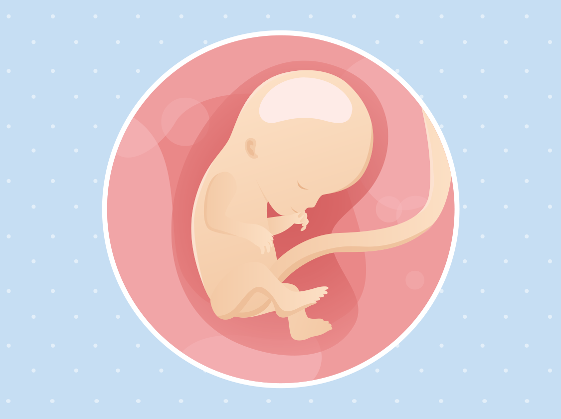 Ilustracija bebe u trbuhu u 12. tjednu trudnoće