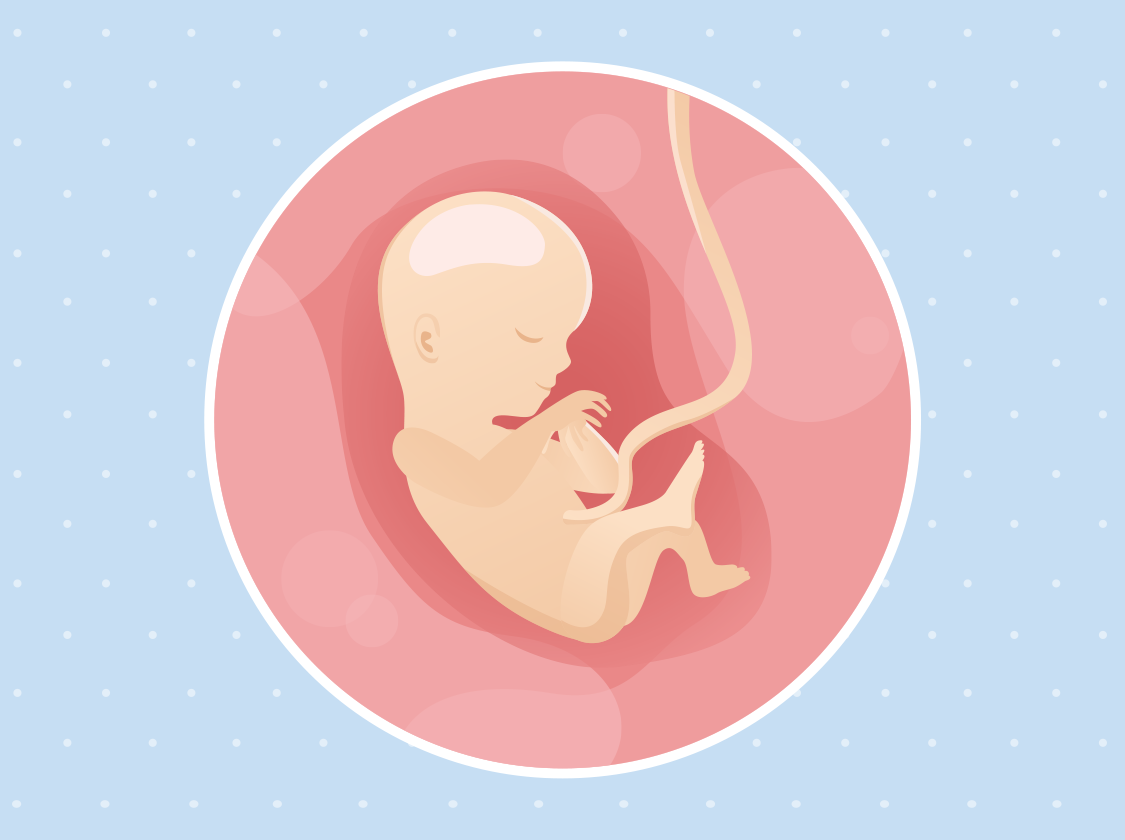 Ilustracija bebe u trbuhu u 15. tjednu trudnoće