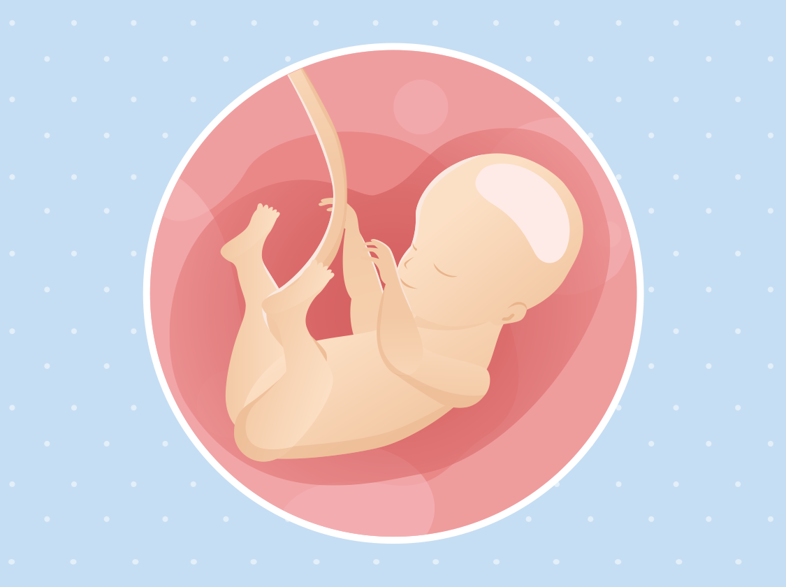 Ilustracija bebe u trbuhu u 28. tjednu trudnoće