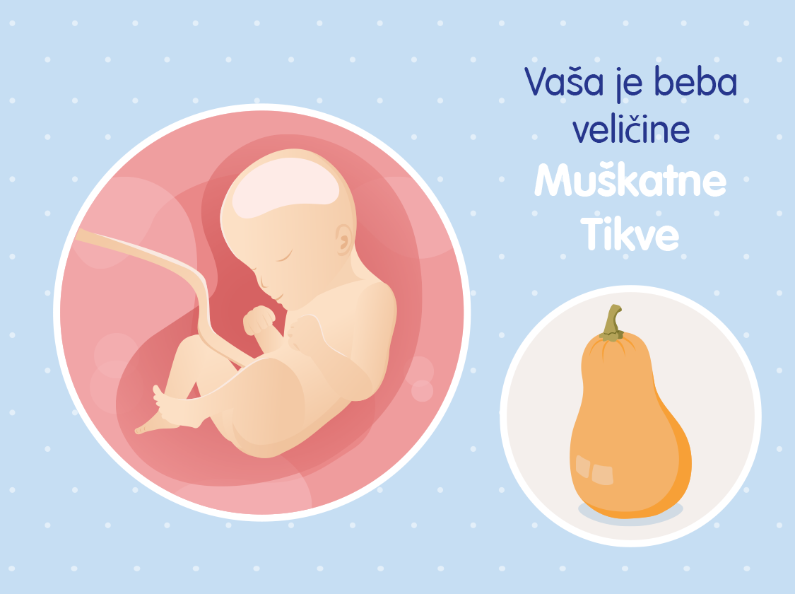 Ilustracija bebe u trbuhu u 29. tjednu trudnoće i usporedba s muškatnom tikvom