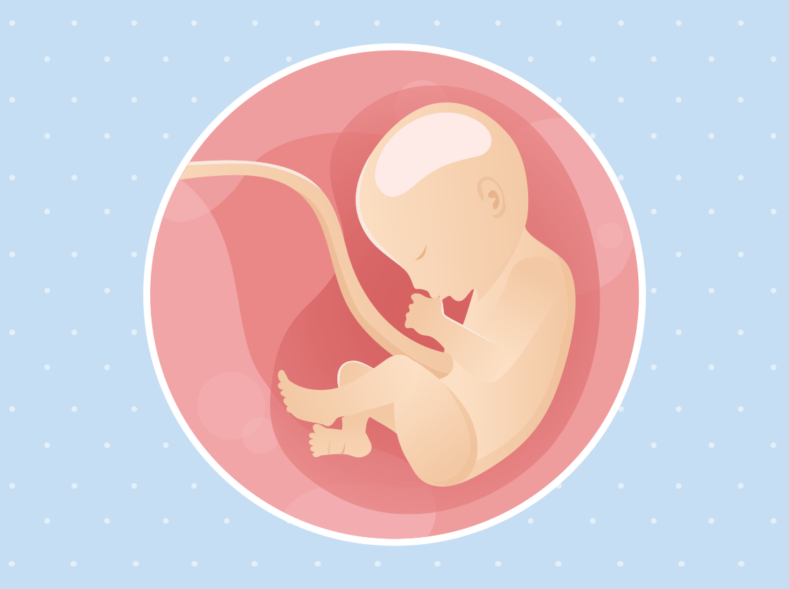 Ilustracija bebe u trbuhu