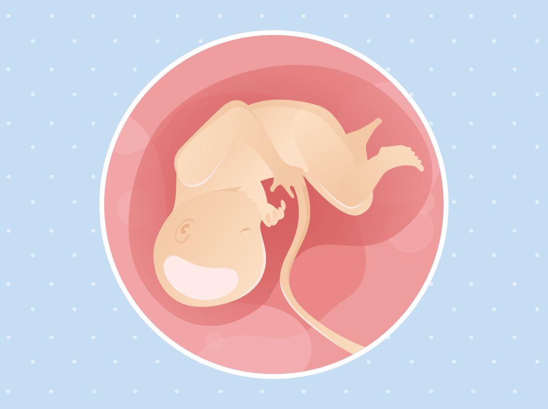 Ilustracija bebe u trbuhu u 34. tjednu trudnoće