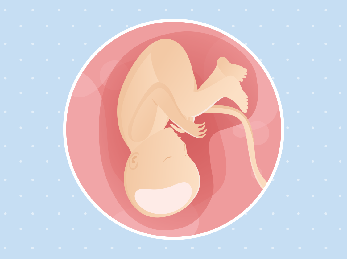 Ilustracije bebe u 37. tjednu trudnoće u trbuhu