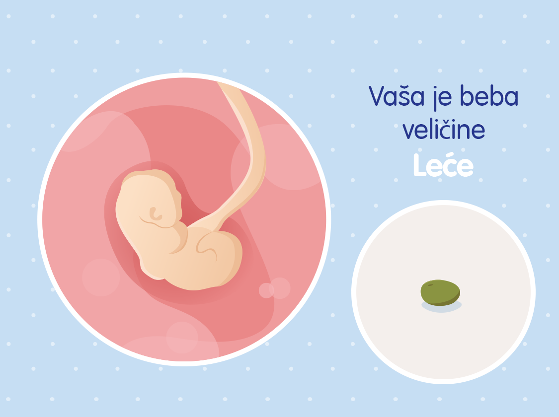 Ilustracija bebe u 4. tjednu trudnoće i usporedba s lećom