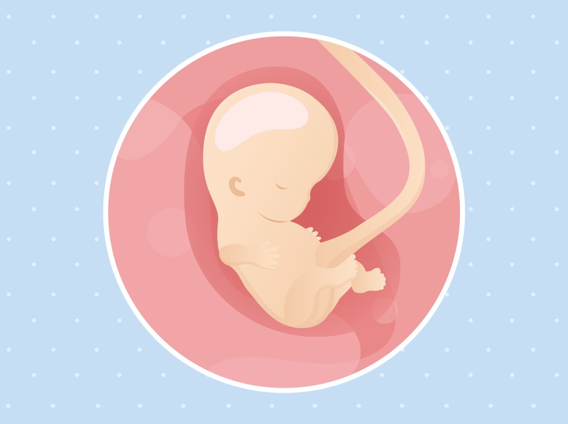 Ilustracija bebe u trbuhu u 9. tjednu trudnoće