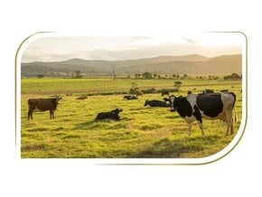 Sastojci vrhunske kvalitete pribavljeni s pažnjom