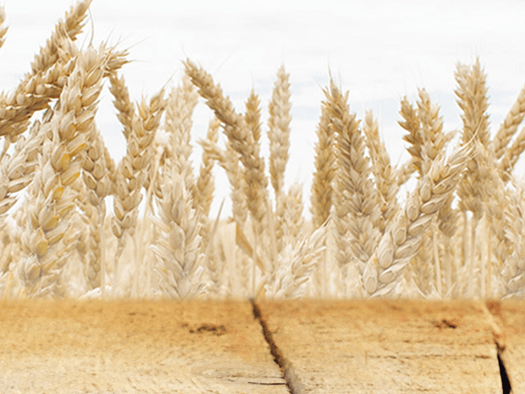 infant-cereals-header infant-cereals-header