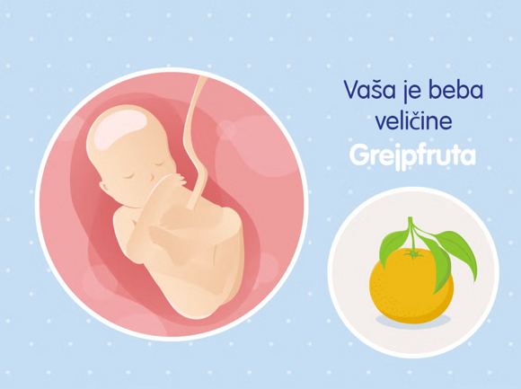 19-tjedana 19-tjedana