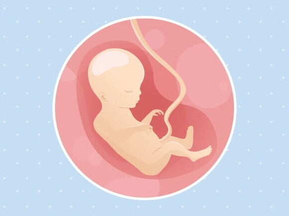 Ilustracija bebe u trbuhu u 18. tjednu trudnoće Ilustracija bebe u trbuhu u 18. tjednu trudnoće