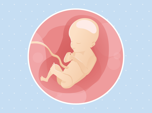 Ilustracija bebe u trbuhu u 21. tjednu trudnoće