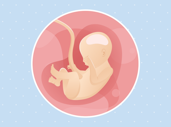 22 tjedna trudnoće: razvoj bebe i prehrana