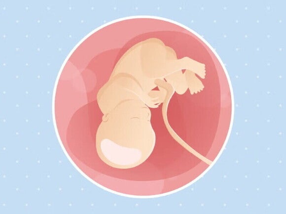 Ilustracija bebe u trbuhu u 36. tjednu trudnoće Ilustracija bebe u trbuhu u 36. tjednu trudnoće