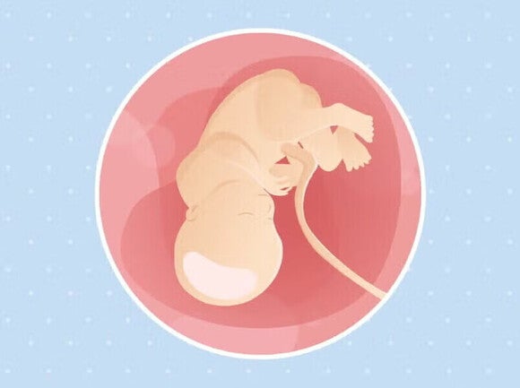 Ilustracija bebe u trbuhu u 38. tjednu trudnoće