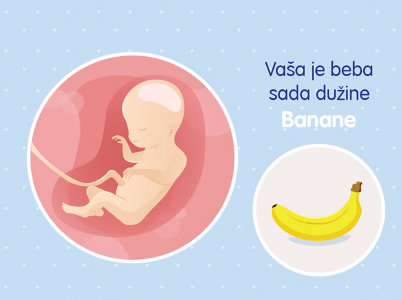 20-tjedana 20-tjedana